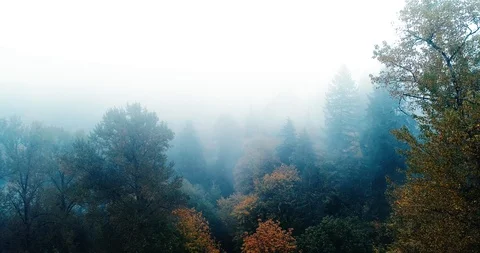 Foggy tree forest Stock-Footage 96948864