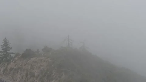 Foggy Tree on a Hill Stock Footage 242108015
