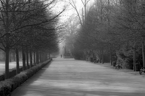Foggy tree-lined park pathway in monochrome Stock Photos