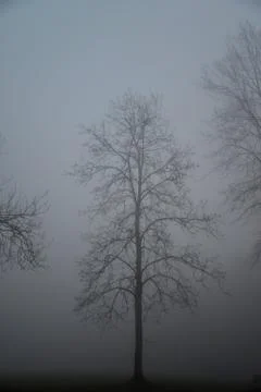 Foggy Tree Lonely Stock Photos