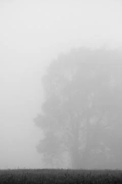 Foggy tree Stock-Fotos