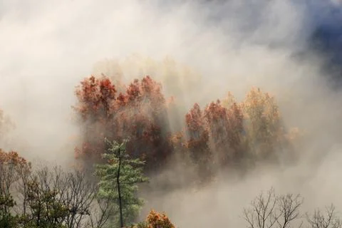 Foggy tree tops Foto stock
