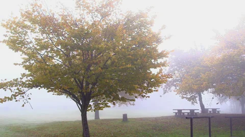 Foggy Trees 1 Stock Footage 31868137