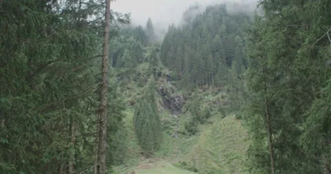 Foggy Trees In The Austrian Alps Video stock 229085521
