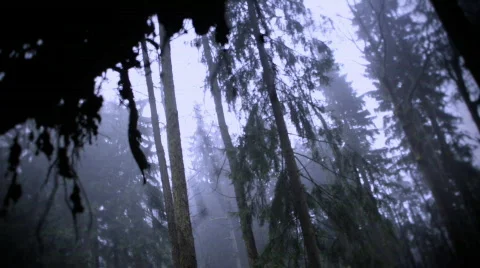 Foggy trees cluse up pan Stock Footage 599839