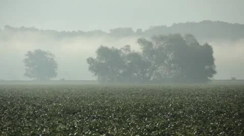 Foggy Trees Stock Footage 12136122