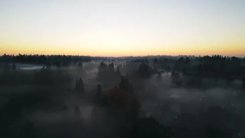 Foggy trees in the forest. Stock Footage 257151989