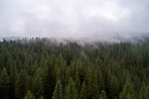 Foggy trees in the forest Stock Photos