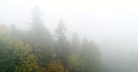 Foggy Trees in forrest Stock Footage 96948911