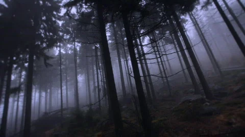 Foggy trees pan Stock Footage 599748