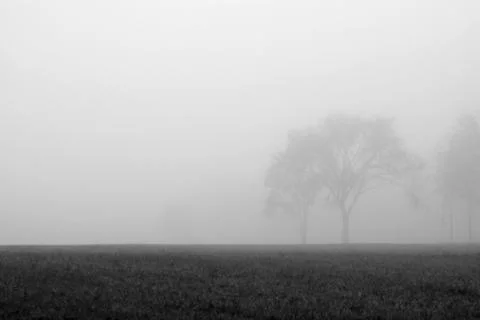 Foggy trees Stock Photos