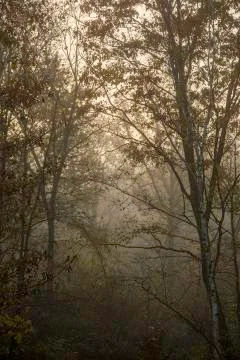 Foggy Trees Stock Photos