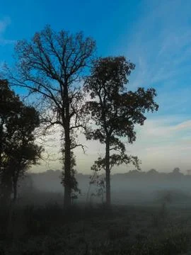 The Foggy Trees Stock Photos