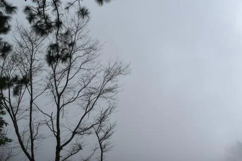 Foggy treetops in deep forest. Tree, branch, leaf, foggy and misty view Stock Photos