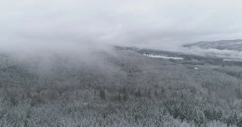 Foggy treetops in Oregon Stock Footage 88607677