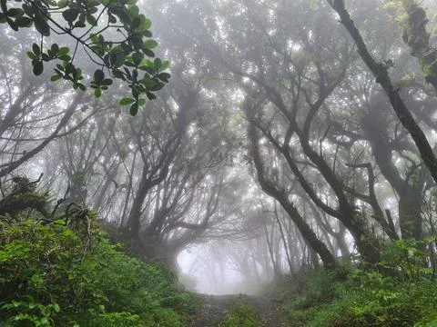 Foggy tunnel between trees Stock Photos