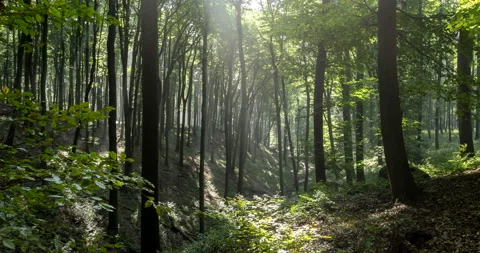Foggy valley with rising rays of the sun. Stock Footage 132873045