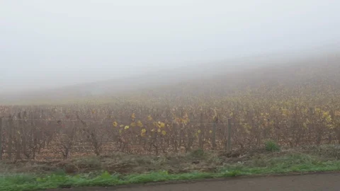 Foggy view of a vineyard in the fall. Stock Footage 98857551