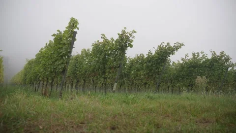 Foggy Vineyard Rows: Green Grapevines in Atmospheric Mist Stock Footage 313904321