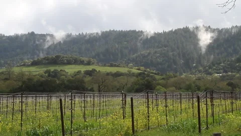 Foggy Vineyards Video stock 1806478