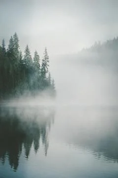 Foggy weather with coniferous trees reflected in a mountaineous calm lake. Stock Photos