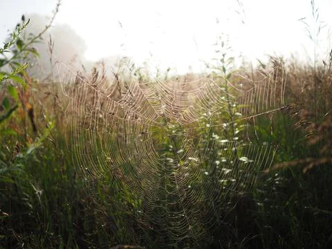 Foggy Web Foto stock