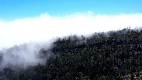 Foggy wild forest Video stock 110883301