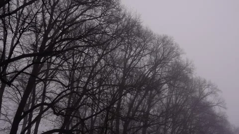 Foggy winter day with bare trees silhouetted Stock Footage 298094009
