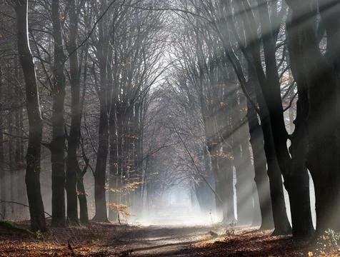 Foggy winter forest with beech trunks near utrecht in the netherlands Stock Photos