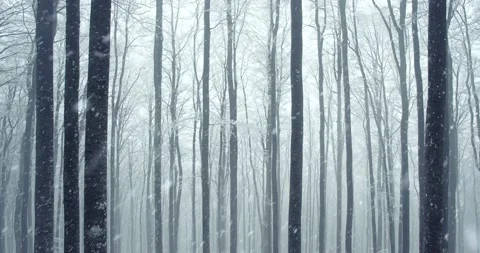 Foggy winter forest with snow falling Stock Footage 130295101