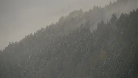 Foggy winter forest. Timelapse. Видео 99547733