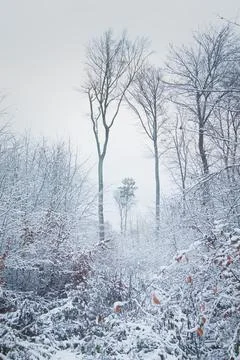 Foggy winter landscape in a forest of bare trees Foto stock