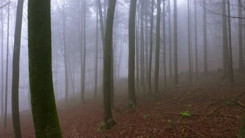 Foggy wood with beech trees 動画素材 146099390