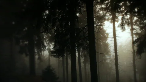 Foggy woods Stock Footage 599321