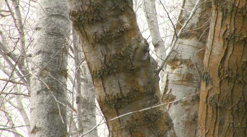 Foggy Woods Forest Long Pull Out Stream Passing. Great Color! 動画素材 109852