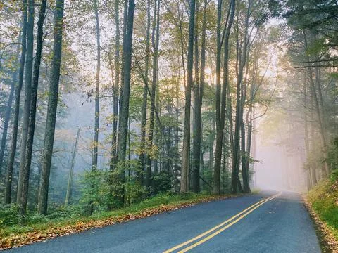 FoggyWoods Stock Photos