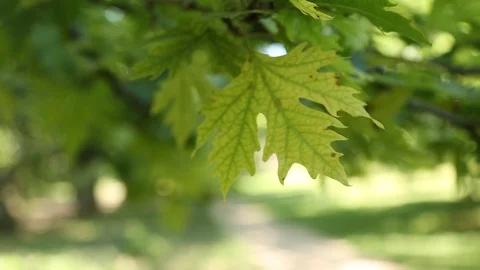 Foglie - leaf Vídeos de archivo 125077629