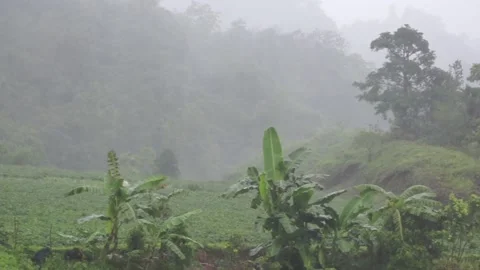 Fogs, moderate Rain and Wind in the Philippines Stock Footage 135426570
