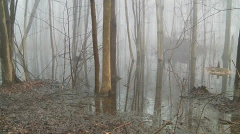 FogSwamp Stock Footage 24696181