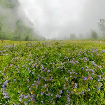 Fogy field of blue flover on a cloudy day Stock Photos