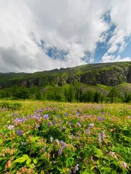 Fogy field of blue flover on a cloudy day. Wide panorama Stock Photos