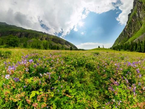 Fogy field of blue flover on a cloudy day. Wide panorama Stock Photos