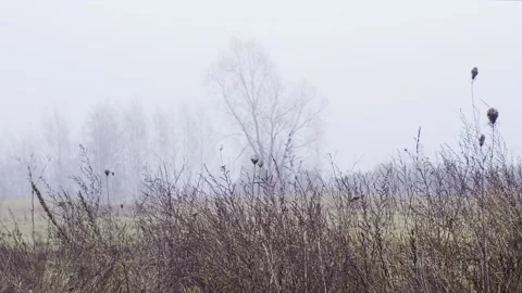 Fogy field with trees Stock Footage 146064199