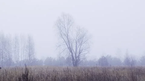 Fogy field with trees Stock Footage 146064479