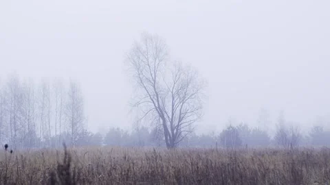 Fogy field with trees Stock Footage 146064499