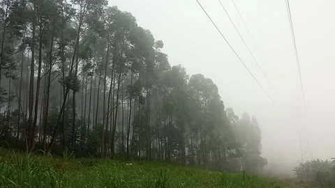Fogy Forest in Africa Stock Footage 220681037