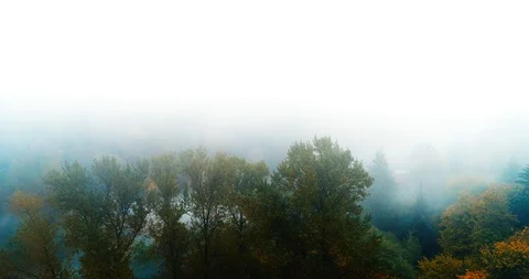 Fogy Forrest. Forest tree Stock Footage 96943607