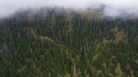 Fogy spruce forest in the mountains Vídeos de archivo 246910079
