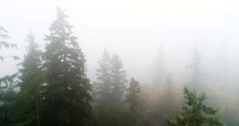 Fogy tree forest. Stock Footage 96948664