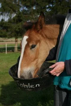 Fohlenfütterung Stock Photos